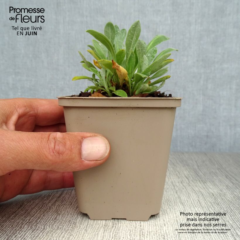Amostra de Alyssum saxatilis Goldkugel Vaso de 8/9 cm tal como entregue no verão