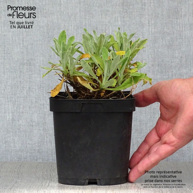 Amostra de Alyssum saxatilis Goldkugel Vaso de 2 L/3 L tal como entregue no verão