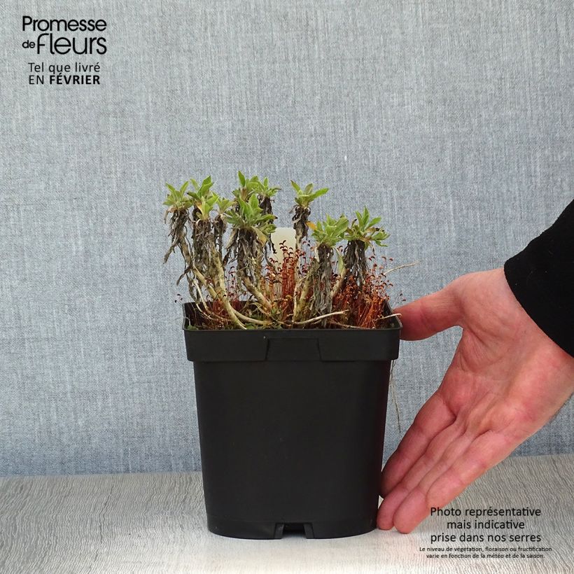 Amostra de Alyssum saxatile Goldkugel - Corbeille d'Or à fleurs jaunes Vaso de 2 L/3 L tal como entregue no inverno