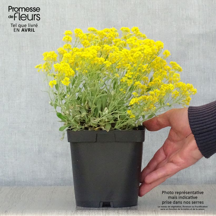 Amostra de Alyssum saxatilis Goldkugel Vaso de 2 L/3 L tal como entregue na primavera