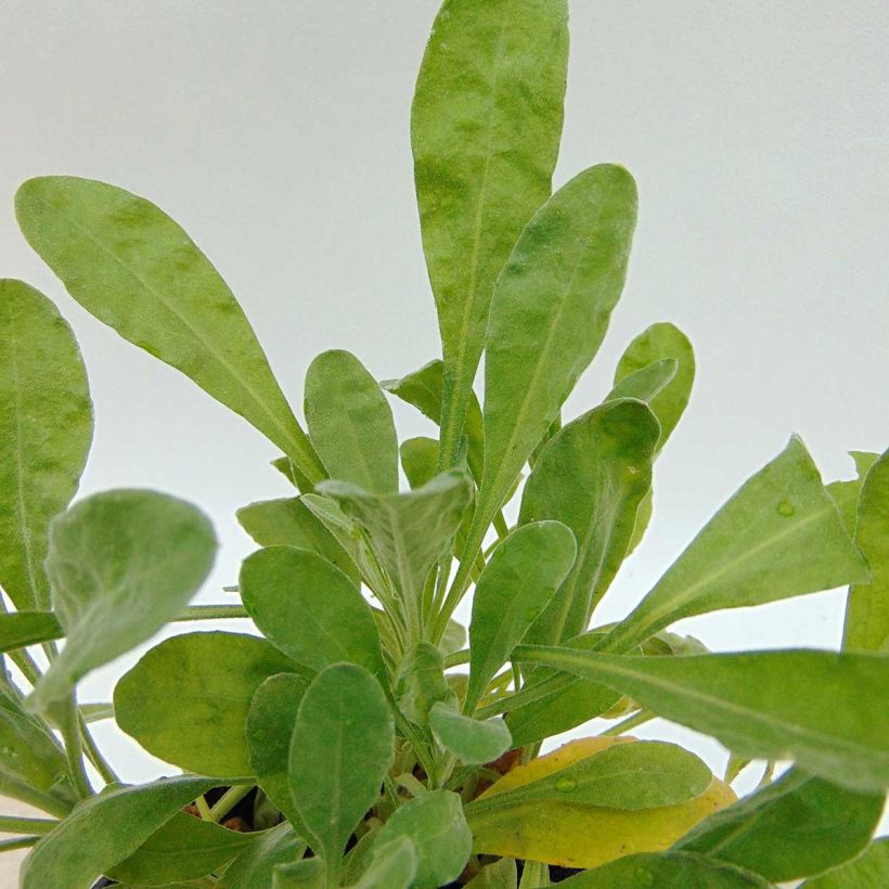 Alyssum saxatilis Goldkugel (Folhagem)