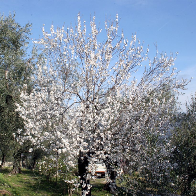 Amendoeira Ferraduel - Prunus amygdalus (Hábito)