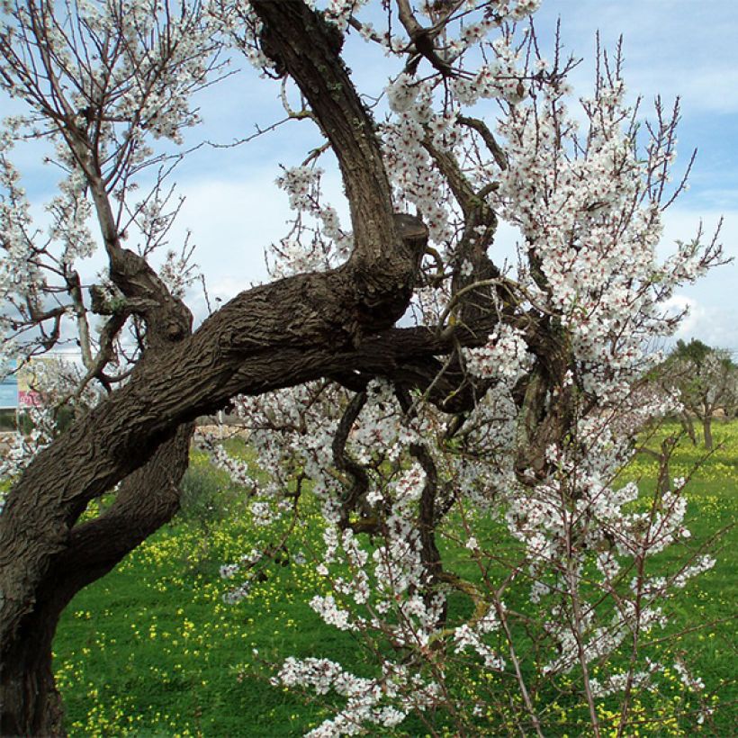 Amendoeira Ferragnes - Prunus amygdalus (Hábito)