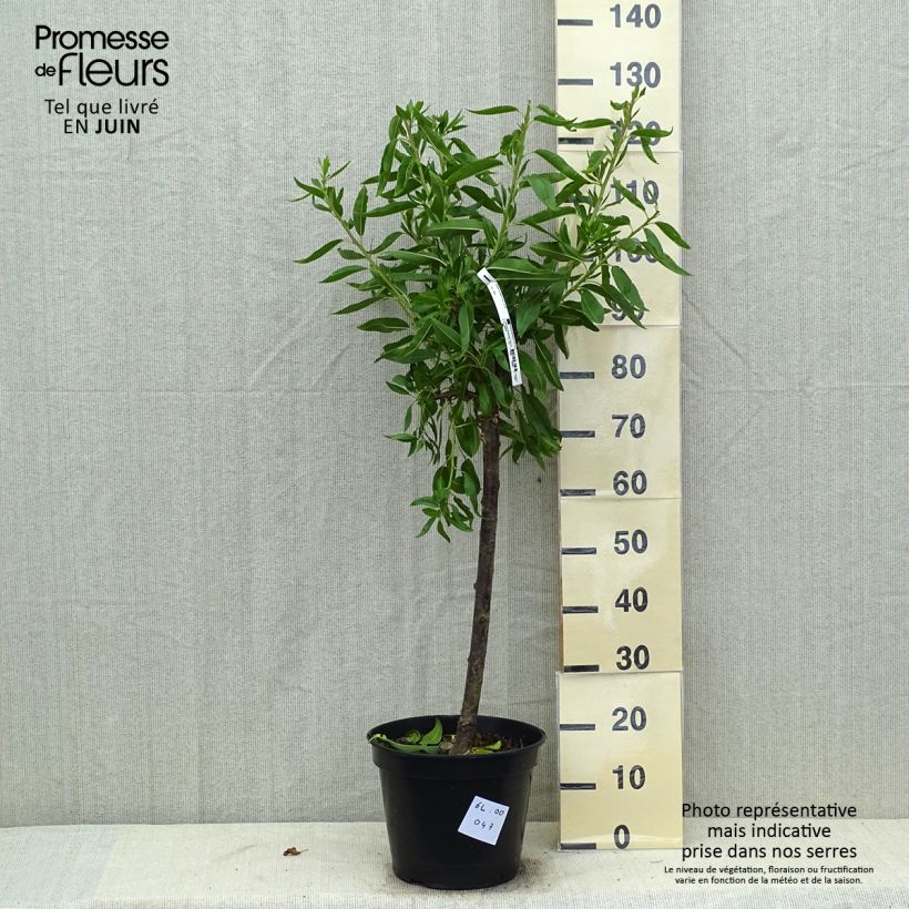 Amostra de Amendoeira Ferragnes - Prunus amygdalus Vaso de 7,5 L/10 L, Copo tal como entregue no verão