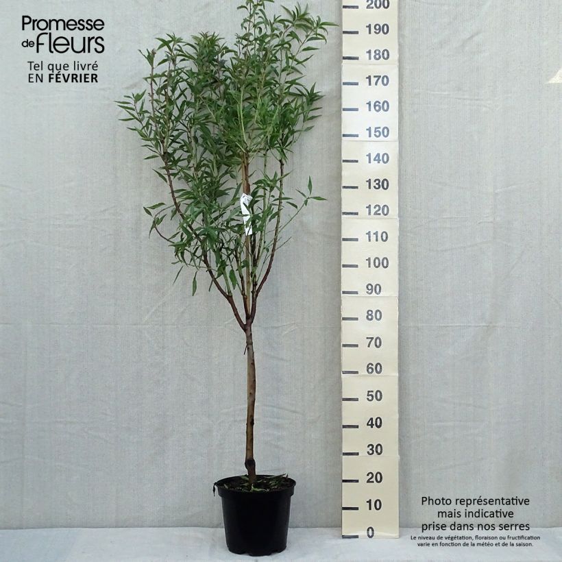 Amostra de Amendoeira Princesse - Prunus dulcis Vaso de 7,5 L/10 L, Copo tal como entregue no outono