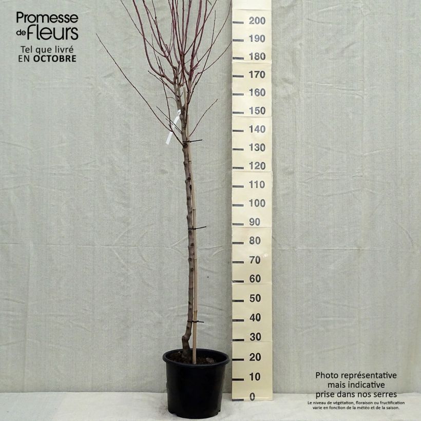 Amostra de Amendoeira Supernova autofértil - Prunus dulcis Vaso de 12 L/15 L, Meia haste tal como entregue no outono