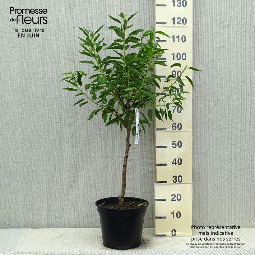 Amostra de Amendoeira Texas - Prunus dulcis Vaso de 7,5 L/10 L, Copo tal como entregue no verão