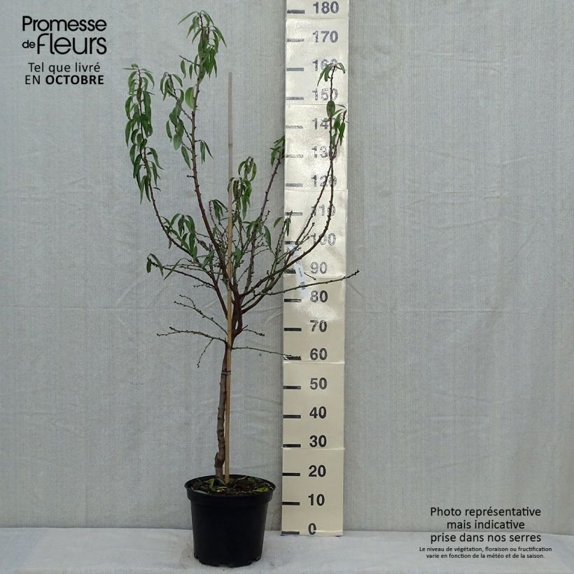 Amostra de Amendoeira Texas - Prunus dulcis Vaso de 7,5 L/10 L, Copo tal como entregue no outono