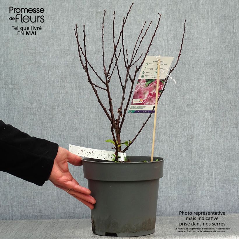 Amostra de Amendoeira-de-flor - Prunus triloba Vaso de 4 L/5 L tal como entregue na primavera