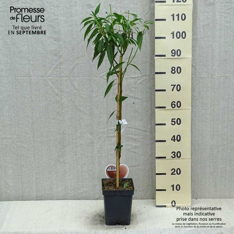 Amostra de Amendoeira - Prunus dulcis Vaso de 4 L/5 L, Arbusto tal como entregue no verão