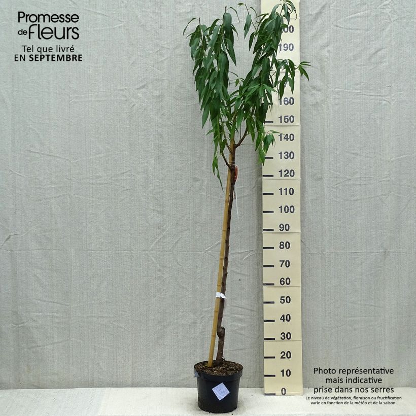 Amostra de Amendoeira - Prunus dulcis Vaso de 7,5 L/10 L, Meia haste tal como entregue no verão