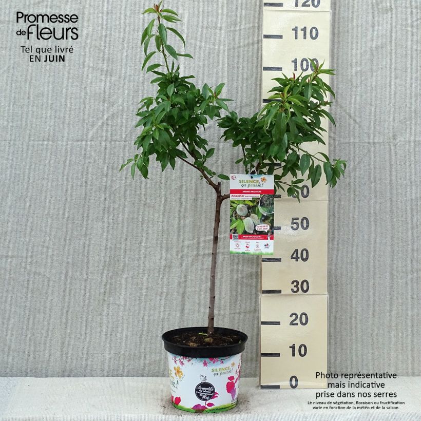 Amostra de Amendoeira-anã Garden Prince - Prunus amygdalus Vaso de 6 L/7 L, 1/4 de haste tal como entregue na primavera
