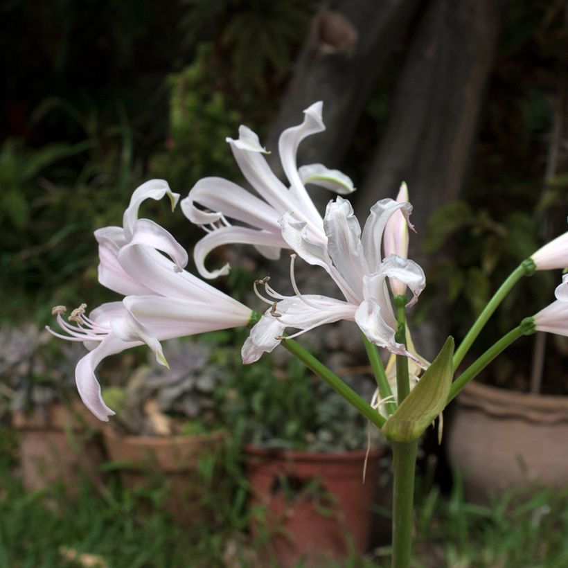 Amarine Belladiva Emmanuelle (Floração)