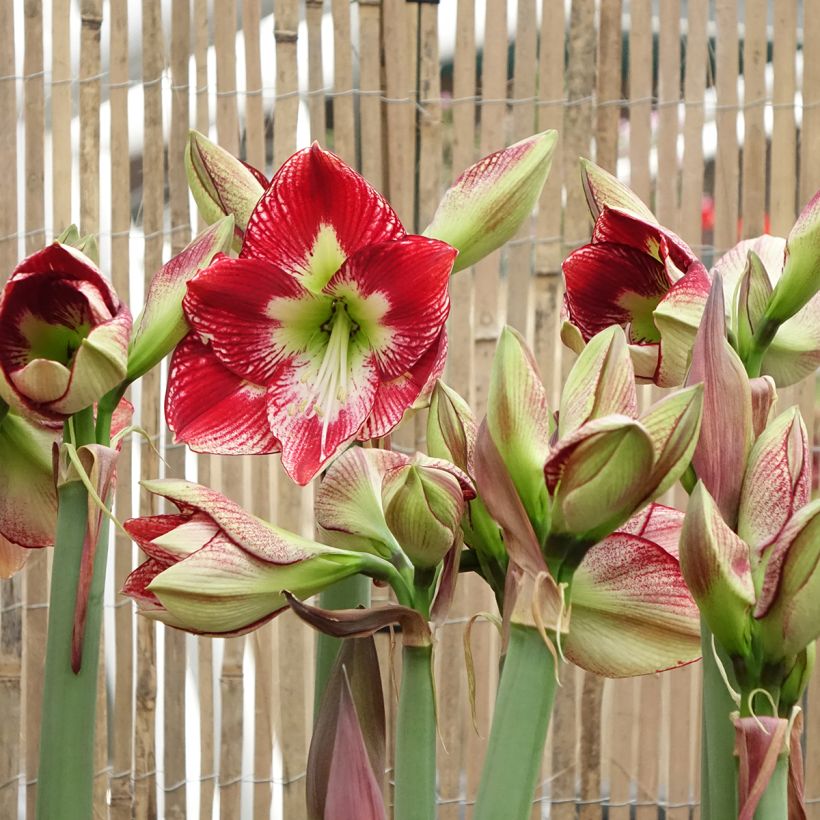 Amarílis Flamenco Queen (Floração)