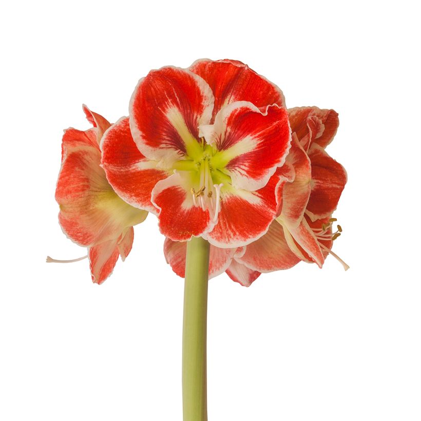 Amarílis Samba (Floração)