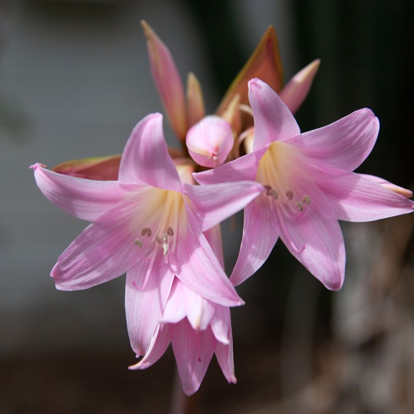 Amaryllis belladonna (Floração)