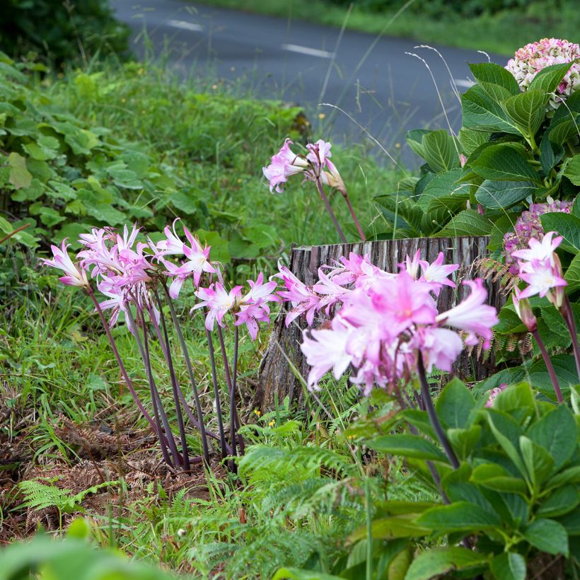 Amaryllis belladonna (Hábito)
