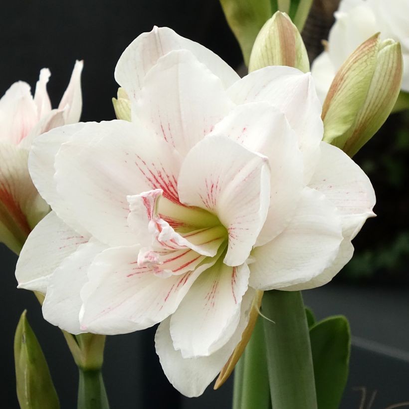 Amarílis Aquaro (Floração)