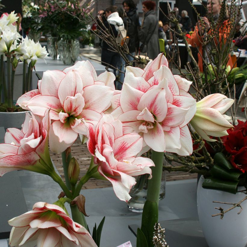Amarílis Elvas - Hippeastrum (Hábito)