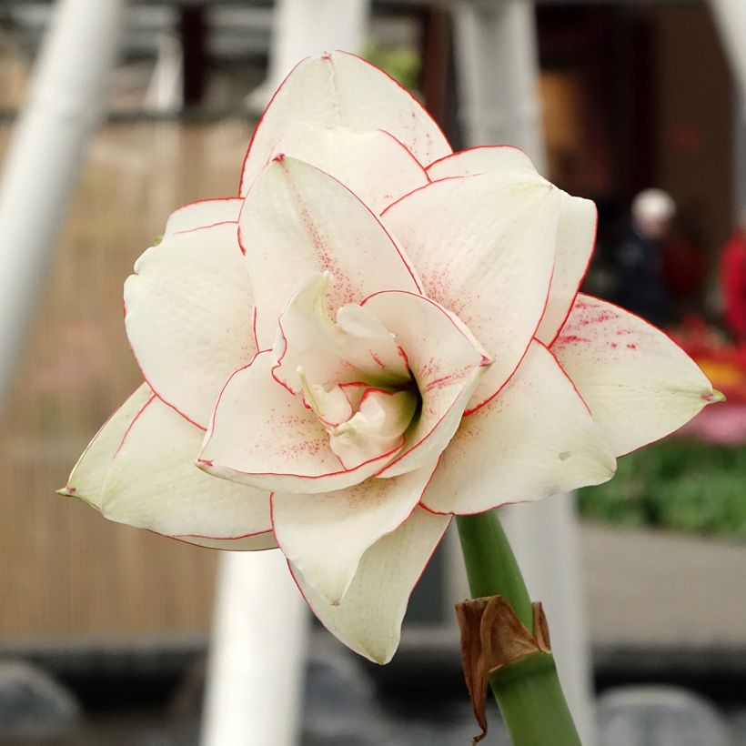 Amarílis Elvas - Hippeastrum (Floração)