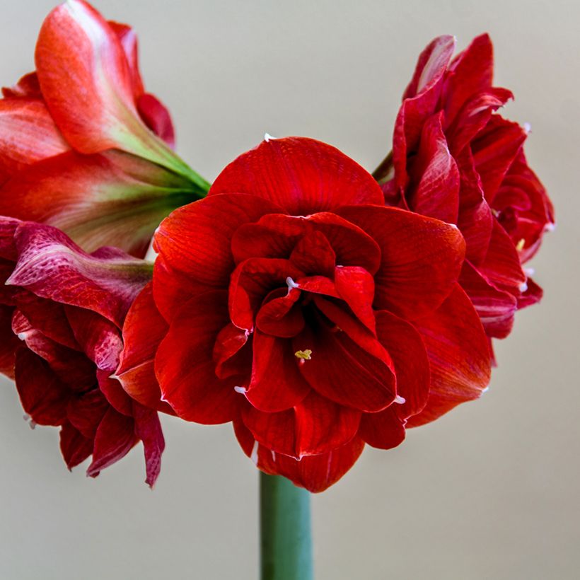 Amarílis Double Dragon (Floração)