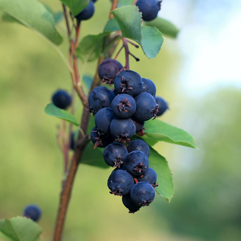 Amelanchier alnifolia Smoky (Colheita)