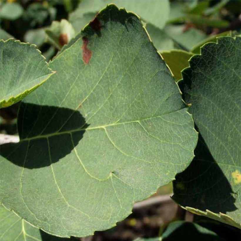 Amelanchier alnifolia Thiessen (Folhagem)