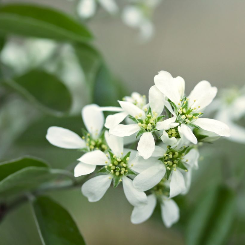 Amelanchier alnifolia Thiessen (Floração)