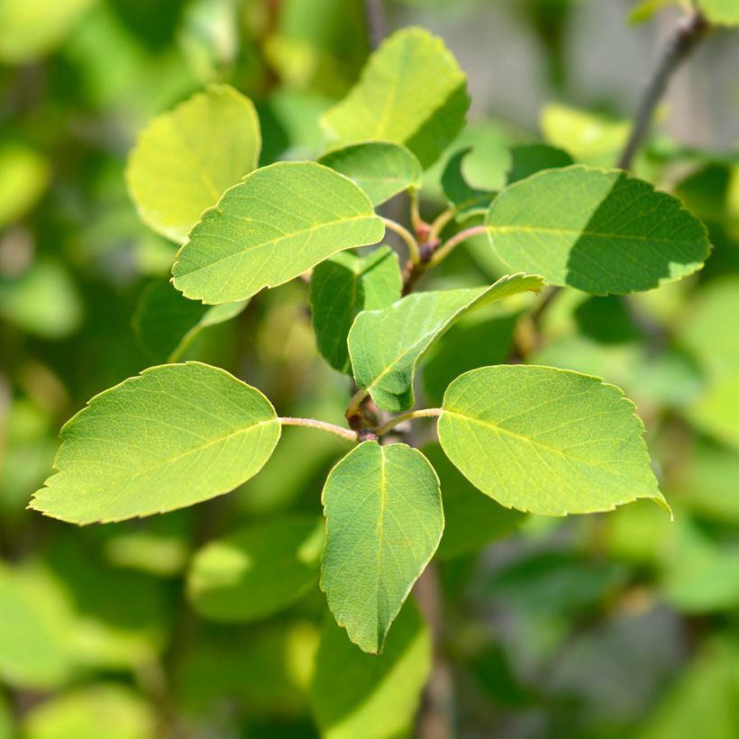 Amelanchier alnifolia Obelisk (Folhagem)