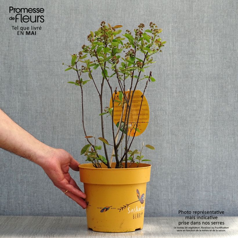 Amostra de Amelanchier alnifolia Saskatoon Berry - Amora-de-saskatoon Vaso de 4 L/5 L tal como entregue na primavera
