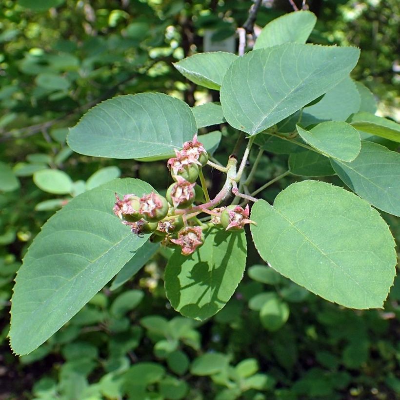 Amelanchier canadensis (Folhagem)