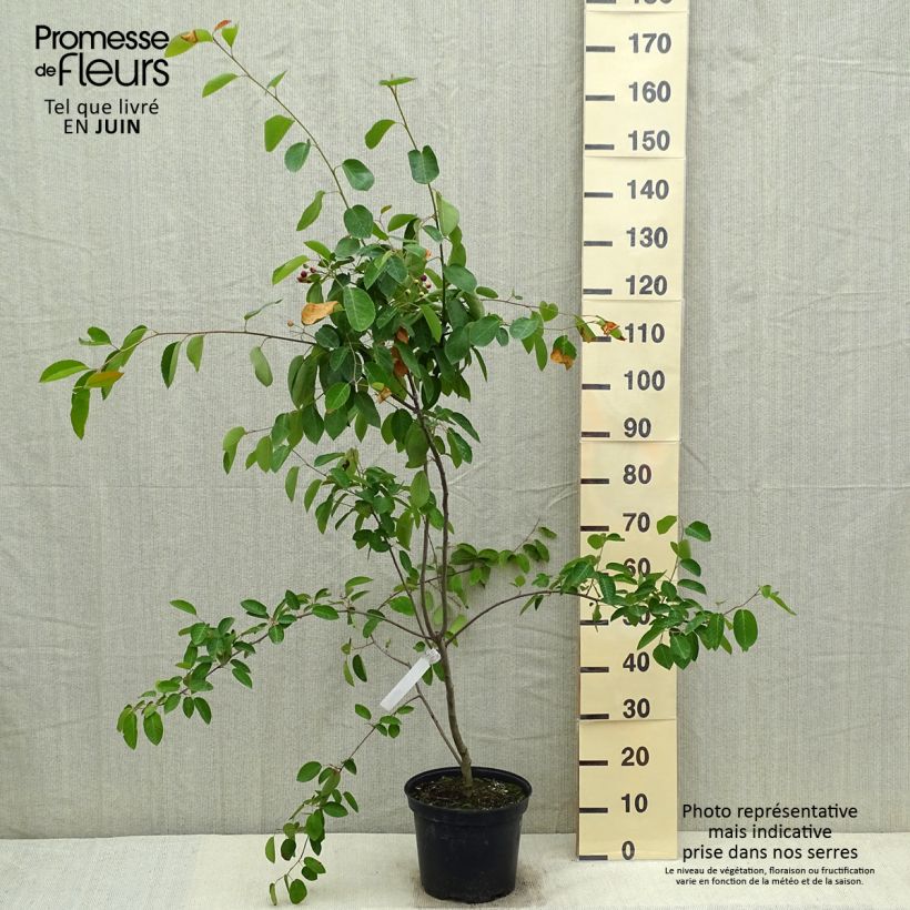 Amostra de Amelanchier canadensis Vaso de 7,5 L/10 L tal como entregue na primavera