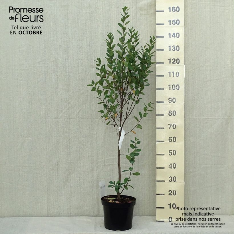 Amostra de Amelanchier canadensis Rainbow Pillar Vaso de 4 L/5 L tal como entregue no outono