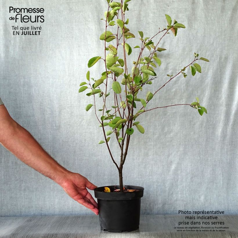 Amostra de Amelanchier spicata Vaso de 3 L/4 L tal como entregue no verão