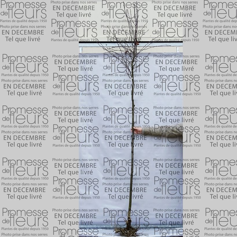 Exemplo de amostra de Amelanchier lamarckii Raízes nuas tal como entregue