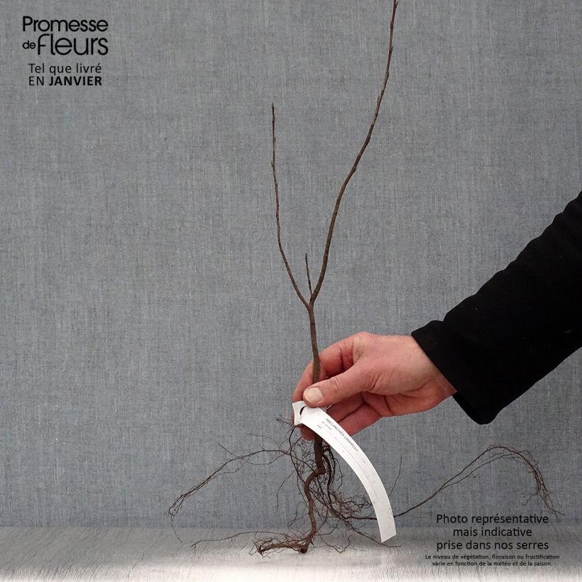 Amostra de Amelanchier lamarckii Raízes nuas tal como entregue no inverno