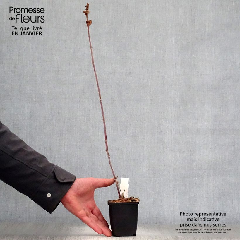 Amostra de Amicia zygomeris Vaso de 8/9 cm tal como entregue no inverno