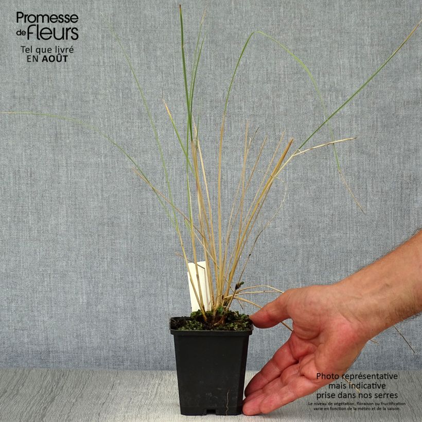 Amostra de Ammophila arenaria - Estorno Vaso de 8/9 cm tal como entregue no verão