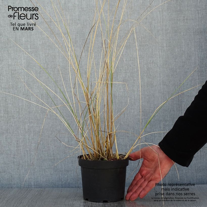 Amostra de Ammophila arenaria - Oyat - Roseau des sables Vaso de 2 L/3 L tal como entregue no inverno