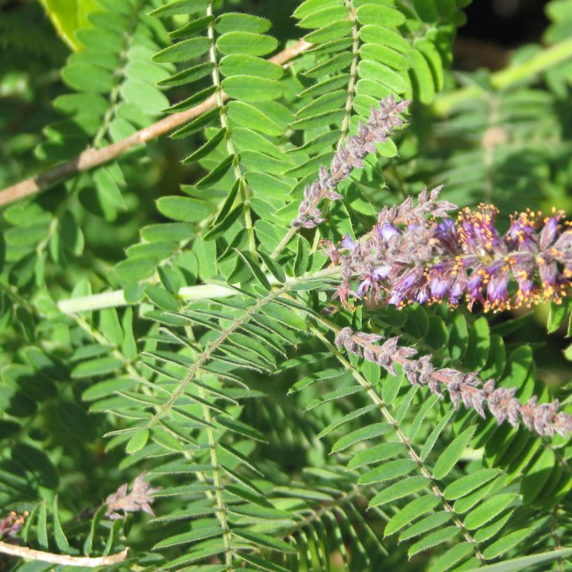 Amorpha canescens - Falso-índigo (Folhagem)