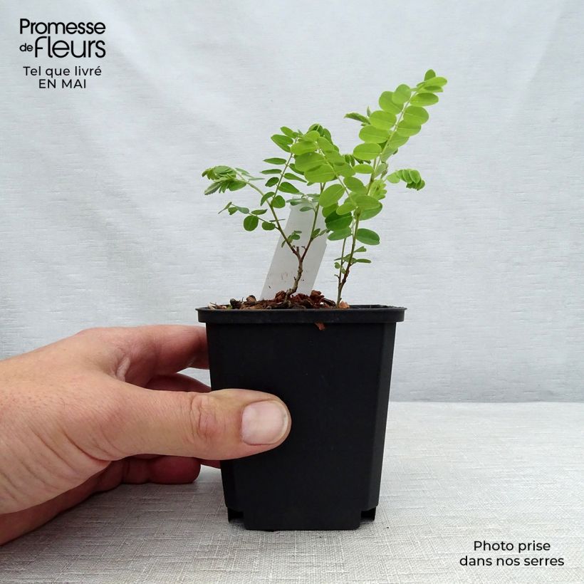 Amostra de Amorpha canescens - Falso-índigo Vaso de 8/9 cm tal como entregue na primavera