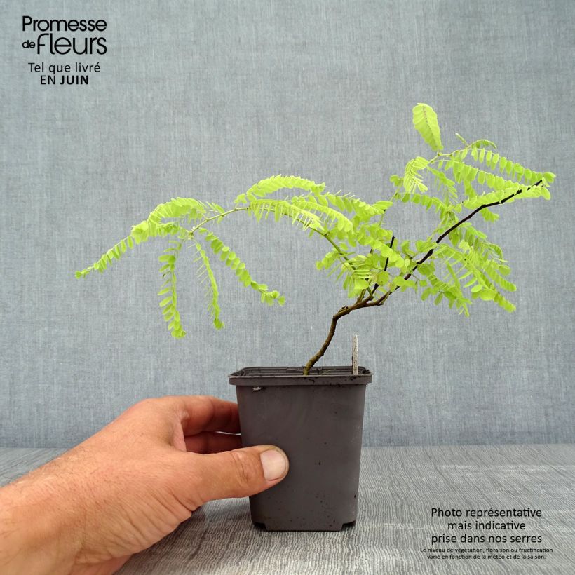 Amostra de Amorpha canescens - Falso-índigo Vaso de 8/9 cm tal como entregue no verão