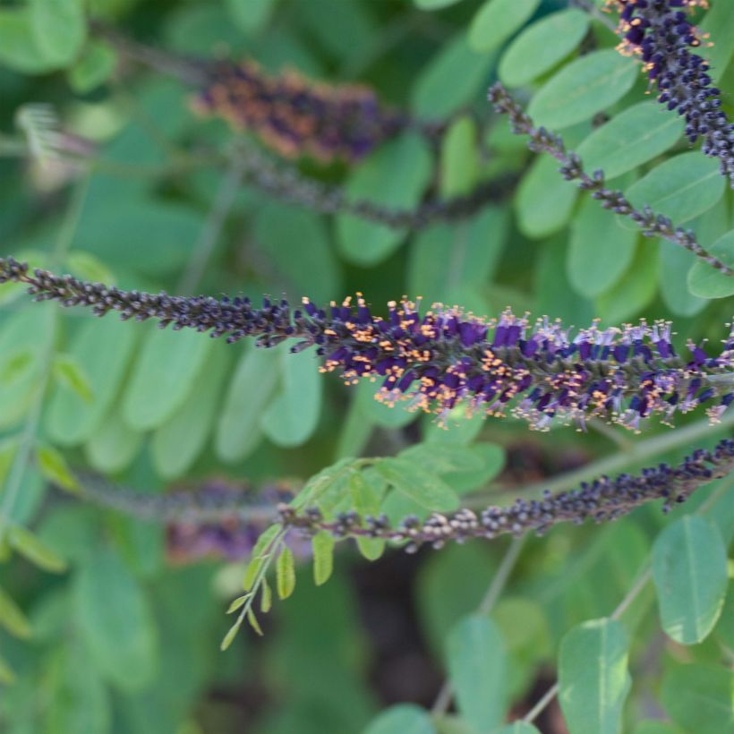 Amorpha ouachitensis - Falso-índigo (Floração)