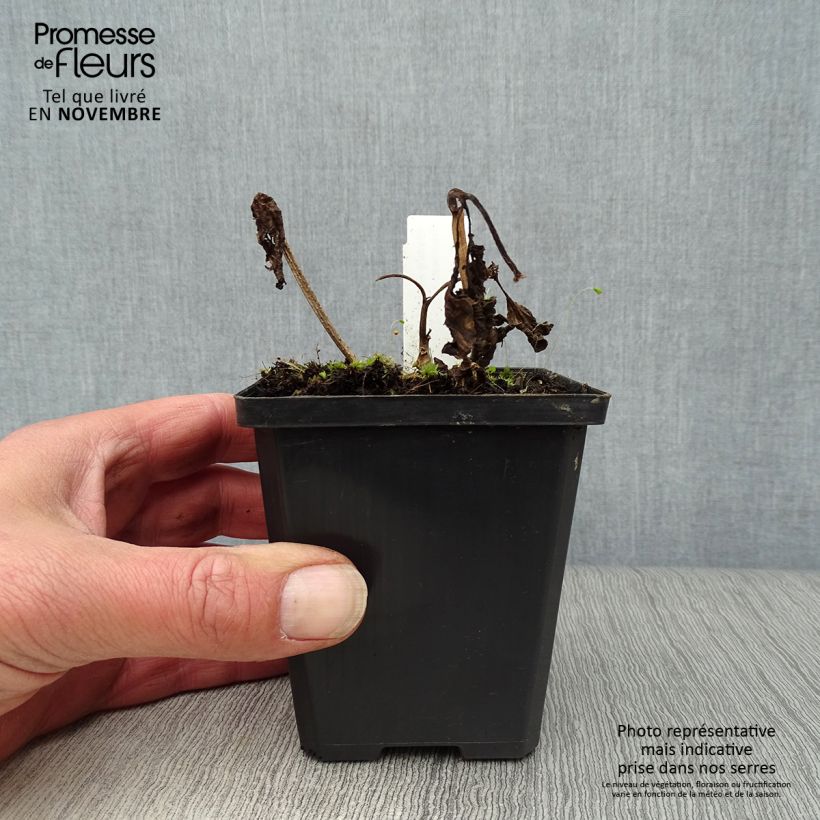 Amostra de Physalis alkekengi Vaso de 8/9 cm tal como entregue no outono
