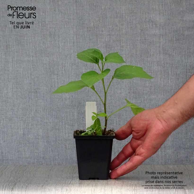 Amostra de Physalis alkekengi Vaso de 8/9 cm tal como entregue no verão