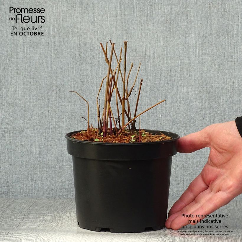 Amostra de Physalis alkekengi Vaso de 2 L/3 L tal como entregue no outono