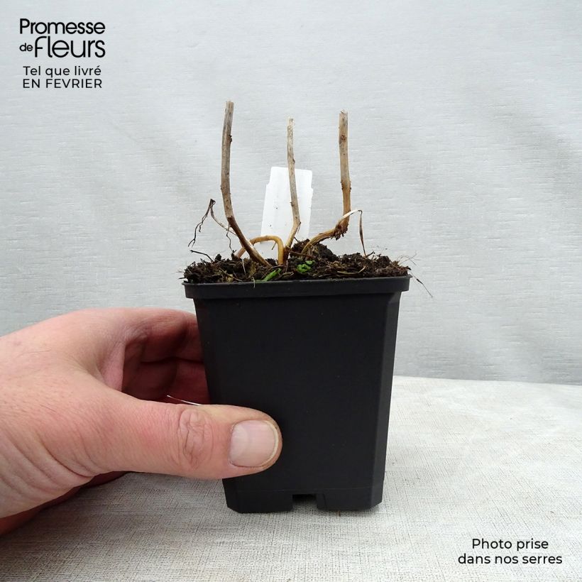 Amostra de Physalis alkekengi Vaso de 8/9 cm tal como entregue no inverno