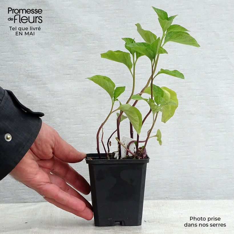 Amostra de Physalis alkekengi Vaso de 8/9 cm tal como entregue na primavera