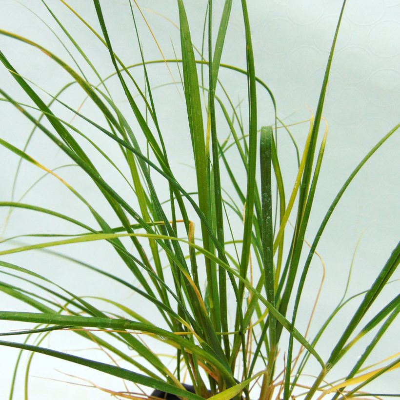 Ampelodesmos mauritanicus (Folhagem)