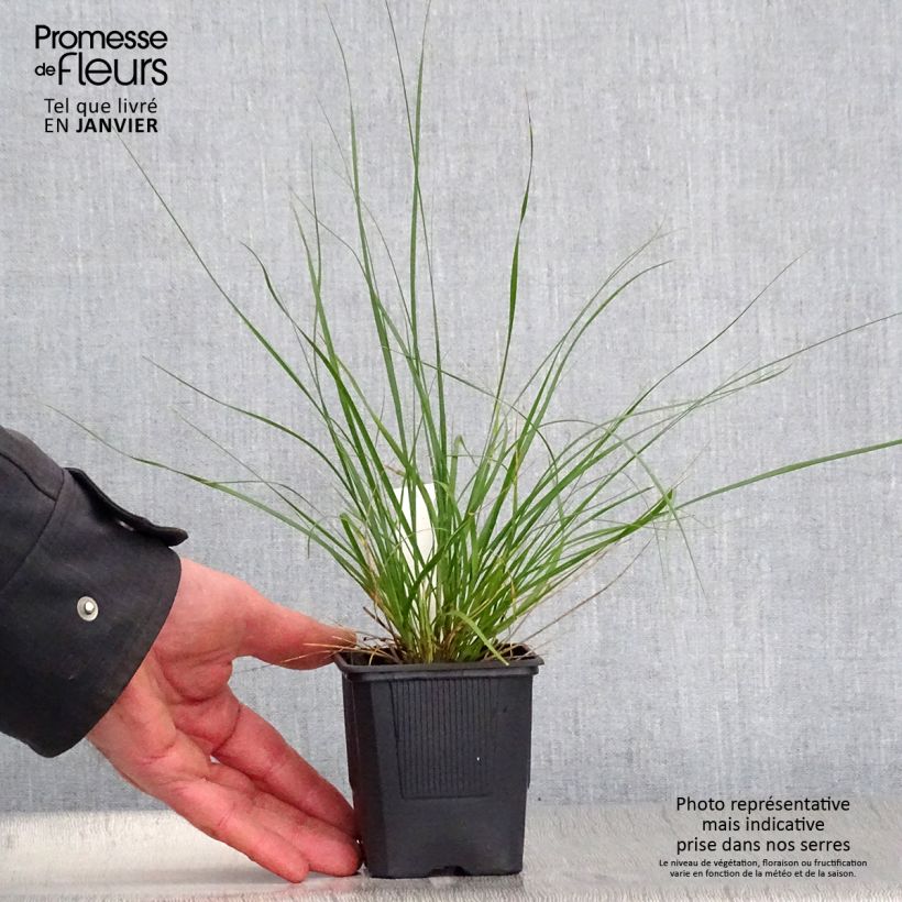 Amostra de Ampelodesmos mauritanicus Vaso de 8/9 cm tal como entregue no inverno